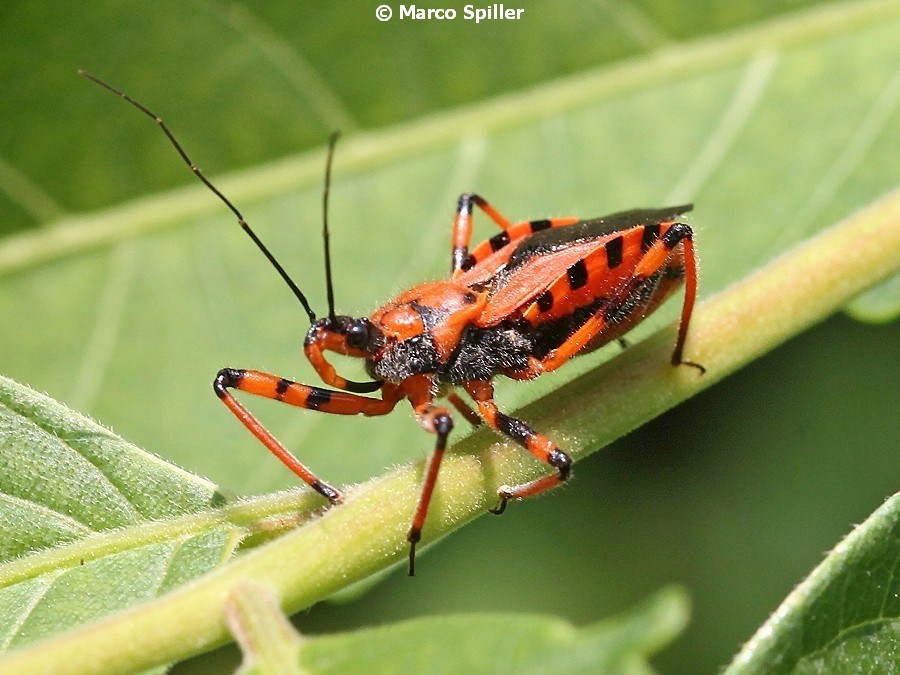 Rhynocoris a 360